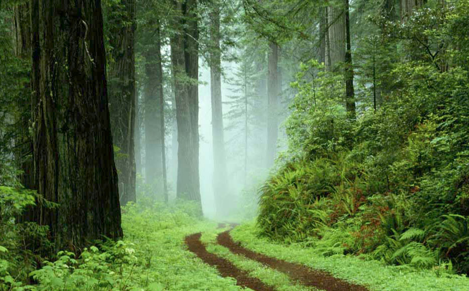 Hiking trails and forest roads of Parnassus